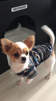 犬がすべらないフロアコーティング