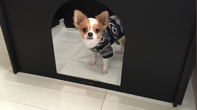 DOGフロアコーティング