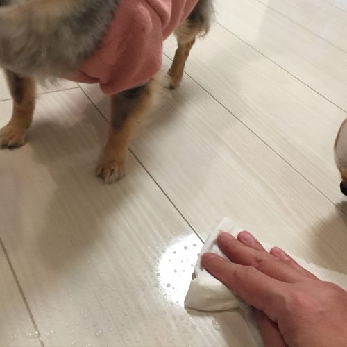 フロアコーティング犬と防水テスト